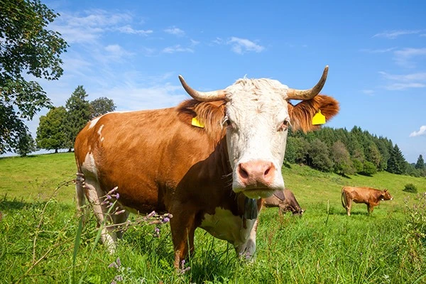Grass-fed beef organ powders deliver concentrated, bioavailable nutrients from the most nutrient-dense parts of the animal Grass-fed beef organ powders deliver concentrated, bioavailable nutrients from the most nutrient-dense parts of the animal